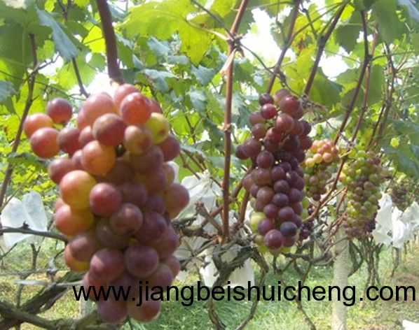 【走遍中國&bull;景點篇】新疆&bull;葡萄王樹